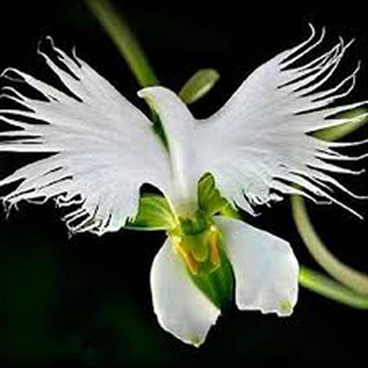 Japonesa Garza Flores Flower Seeds for Planting Heirloom, Non-GMO, High Germination Organic Garden Seeds (100pcs)