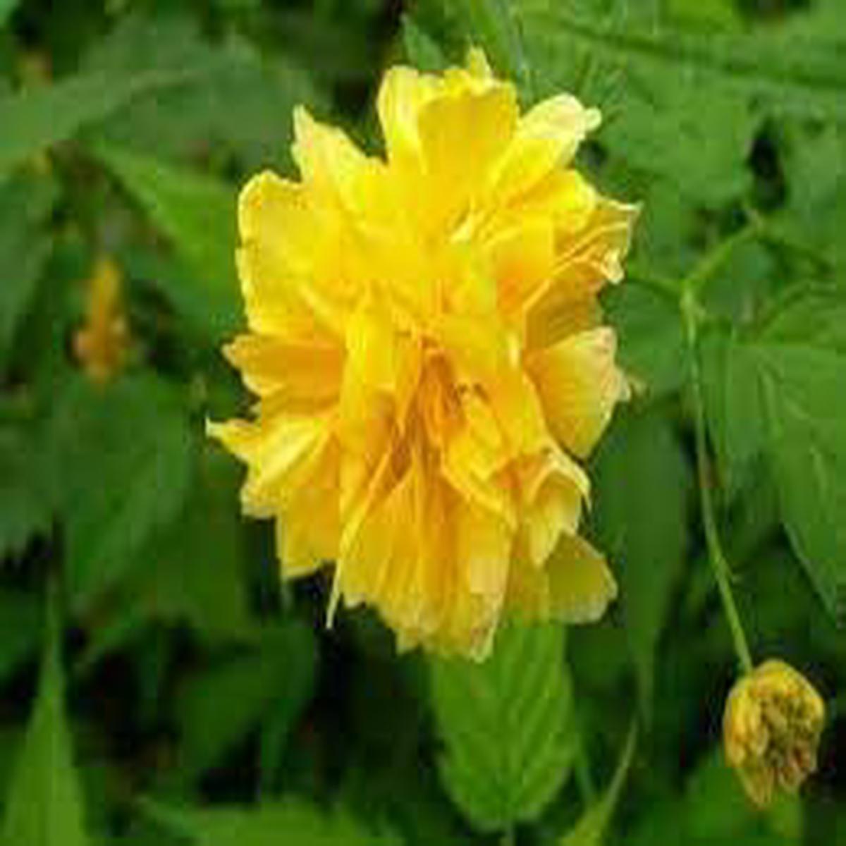 Kerrie Flower Seeds for Planting 100