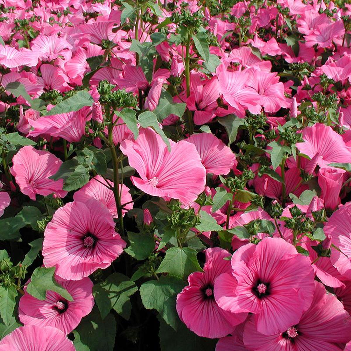 Lavatera Flower seeds for Planting - Low Maintenance, Heirloom & GMO Free Seeds for Home Garden