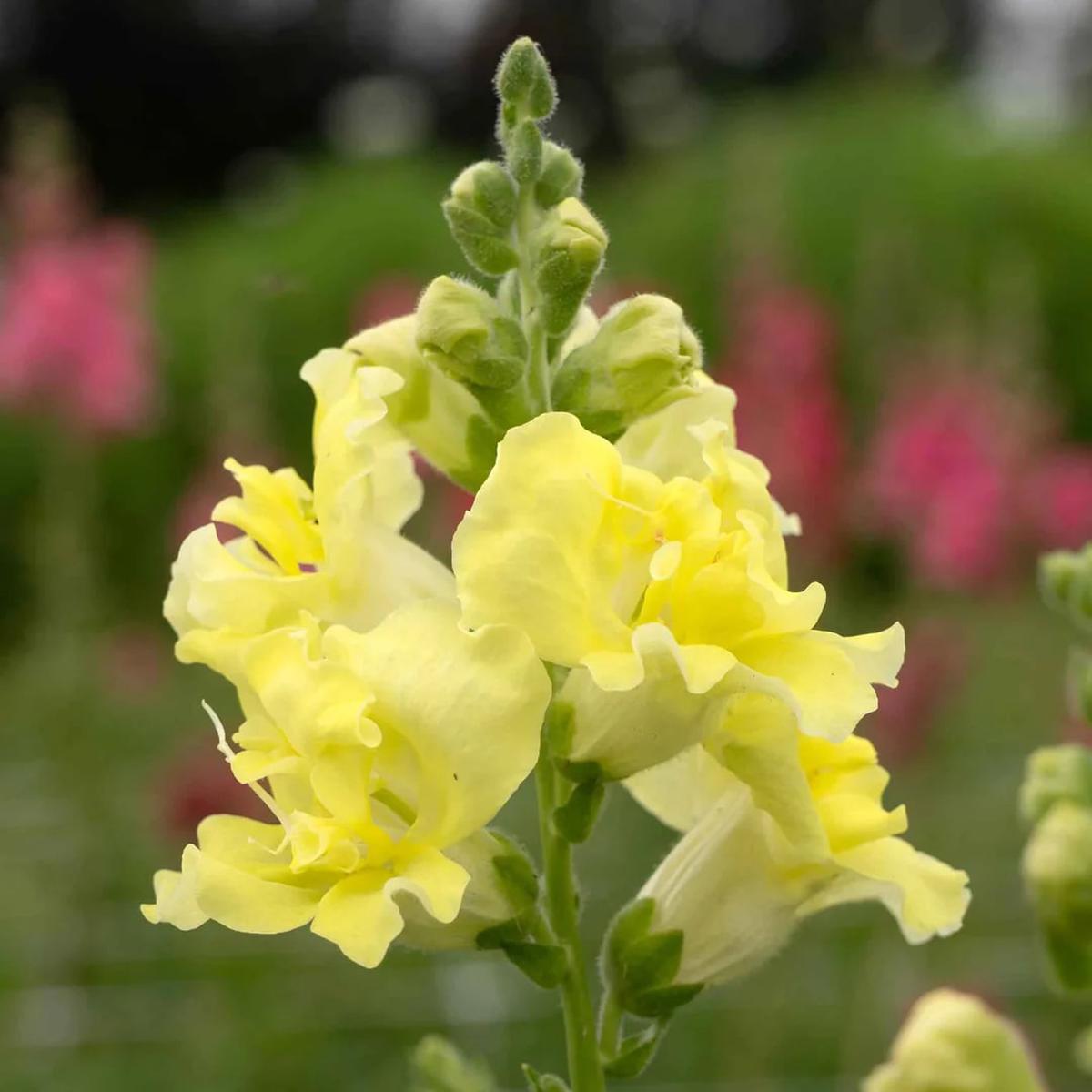 Lemon Sherbet Snapdragon Flower Seeds for Planting Heirloom, Non-GMO, High Germination