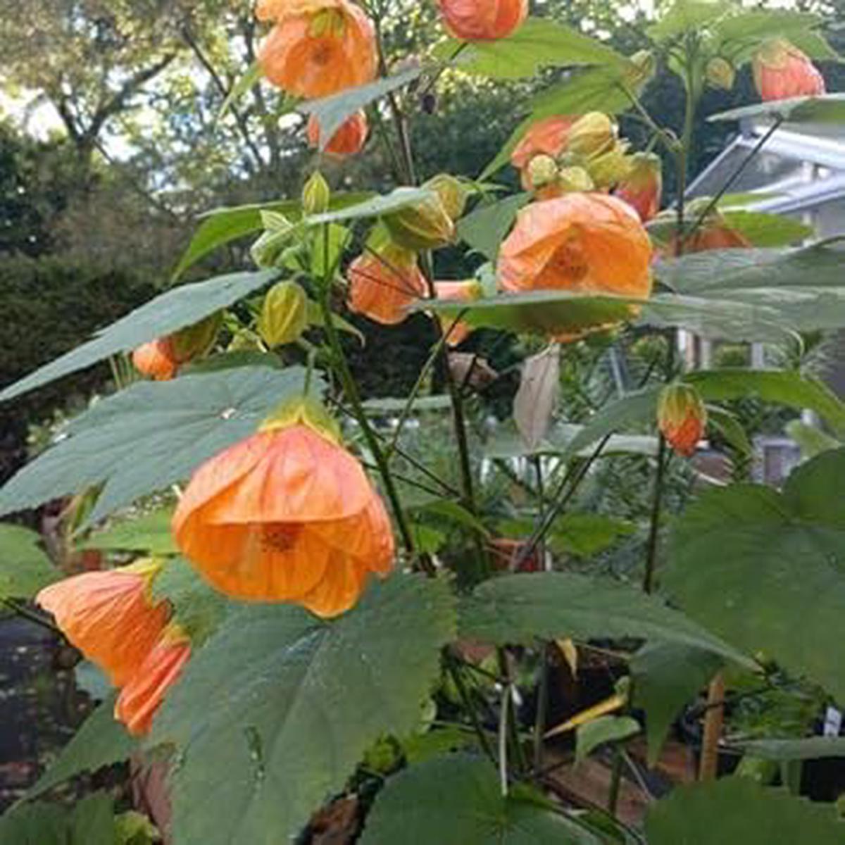 Light Orange Abutilon Flower seeds for Planting Bright Blooms Heirloom & GMO Free Seeds for Home Garden Sale