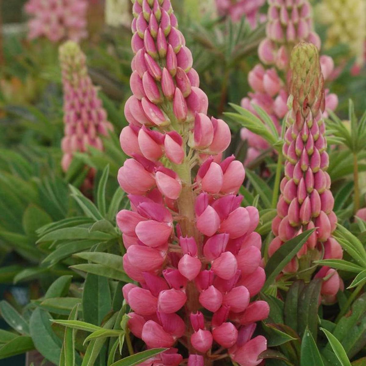 Light Pink Lupine Flower seeds for Planting - Drought Tolerant, Heirloom & GMO Free Seeds for Home Garden