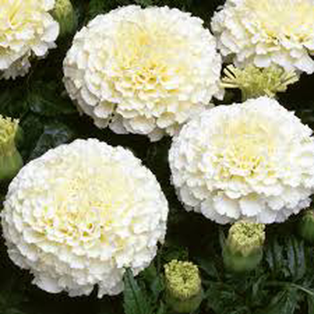 Marigold Flower Seeds for Planting Heirloom, Non-GMO, Easy to Grow, Creme Variety