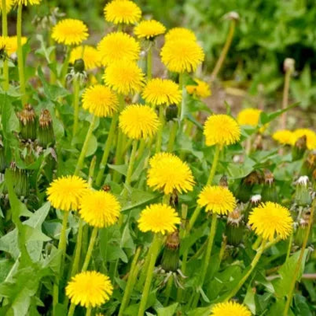 Medicinal And Edible Aromatic Plants Taraxacum Mongolicum  Heirloom, Non-GMO, High Germination Organic Garden Seeds