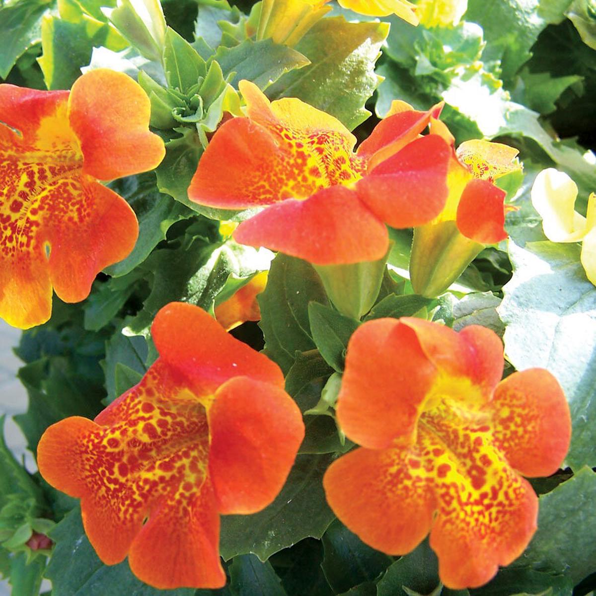 Mimulus Flower Seeds for Planting  Sun Loving, Heirloom, Non-GMO, High Germination Organic Garden Seeds
