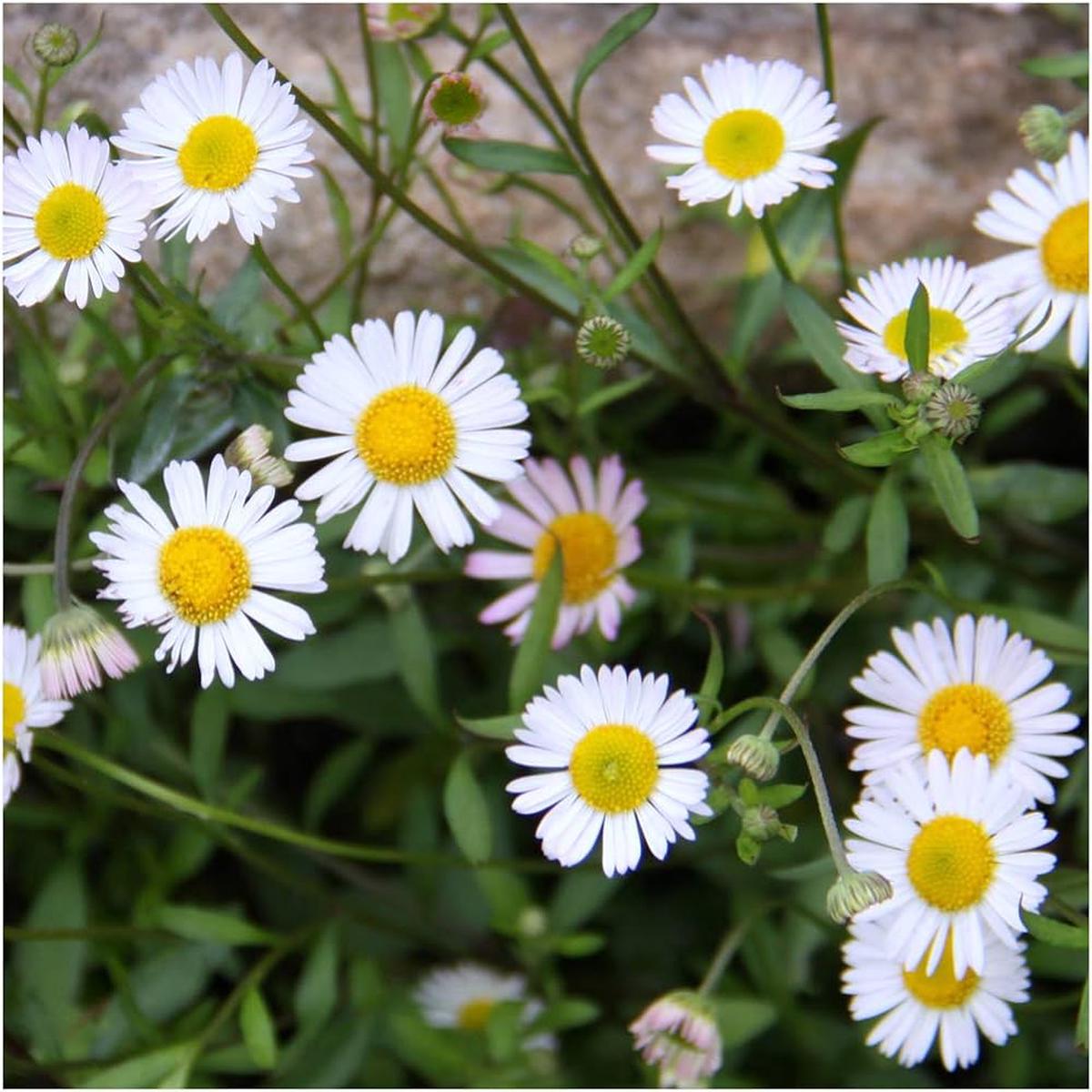 Mixed Karvinskianus Profusion Flower seeds for Planting - Perfect for Borders, Heirloom & GMO Free Seeds for Home Garden