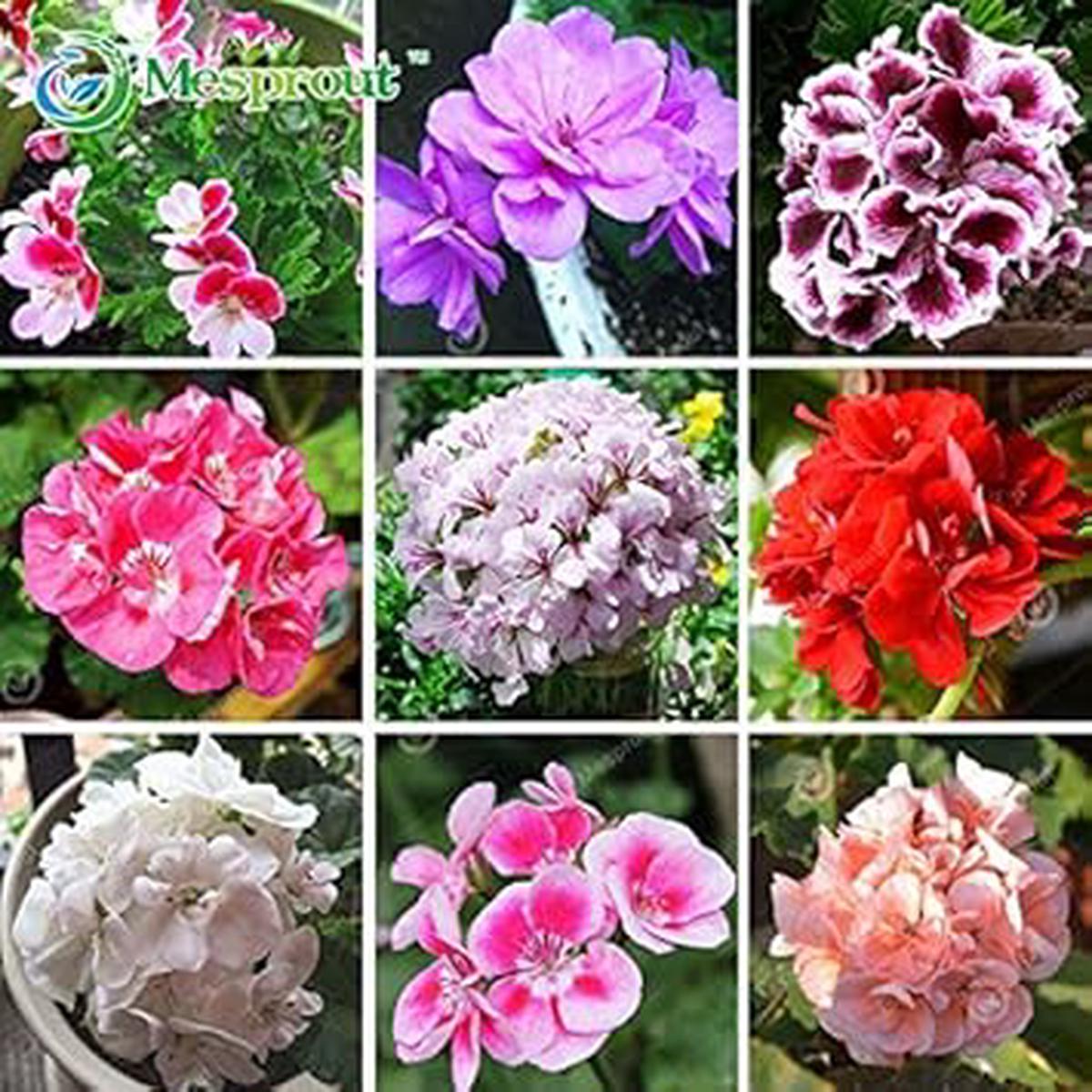 Mixed Perennial Flower Seeds Organic Heirloom Non-GMO Seeds for Planting with High Germination