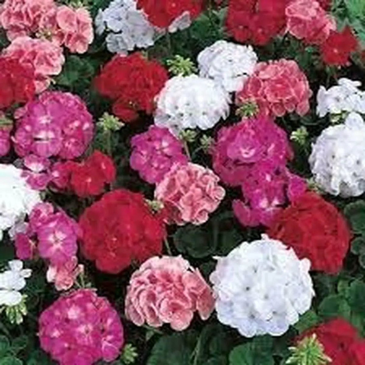 Mixed Perennial Geranium Flower Seeds  Heirloom, Non-GMO, High Germination Organic Garden Seeds for Planting