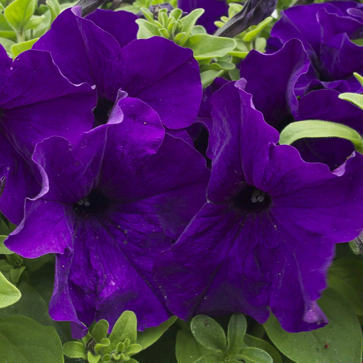 Oblique Petunia Flower Seeds for Planting Dark Violet Premium Quality, Heirloom & Non-GMO, High Germination Organic Garden Seeds