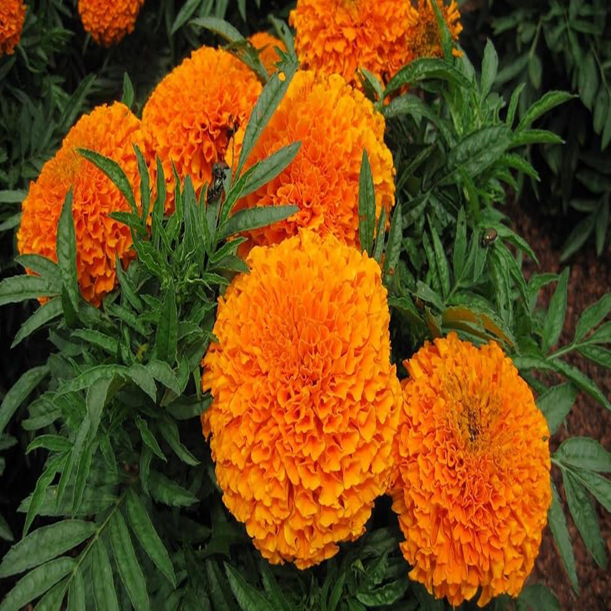 Orange Carnation Flower seeds for Planting - Hardy Variety, Heirloom & GMO Free Seeds for Home Garden