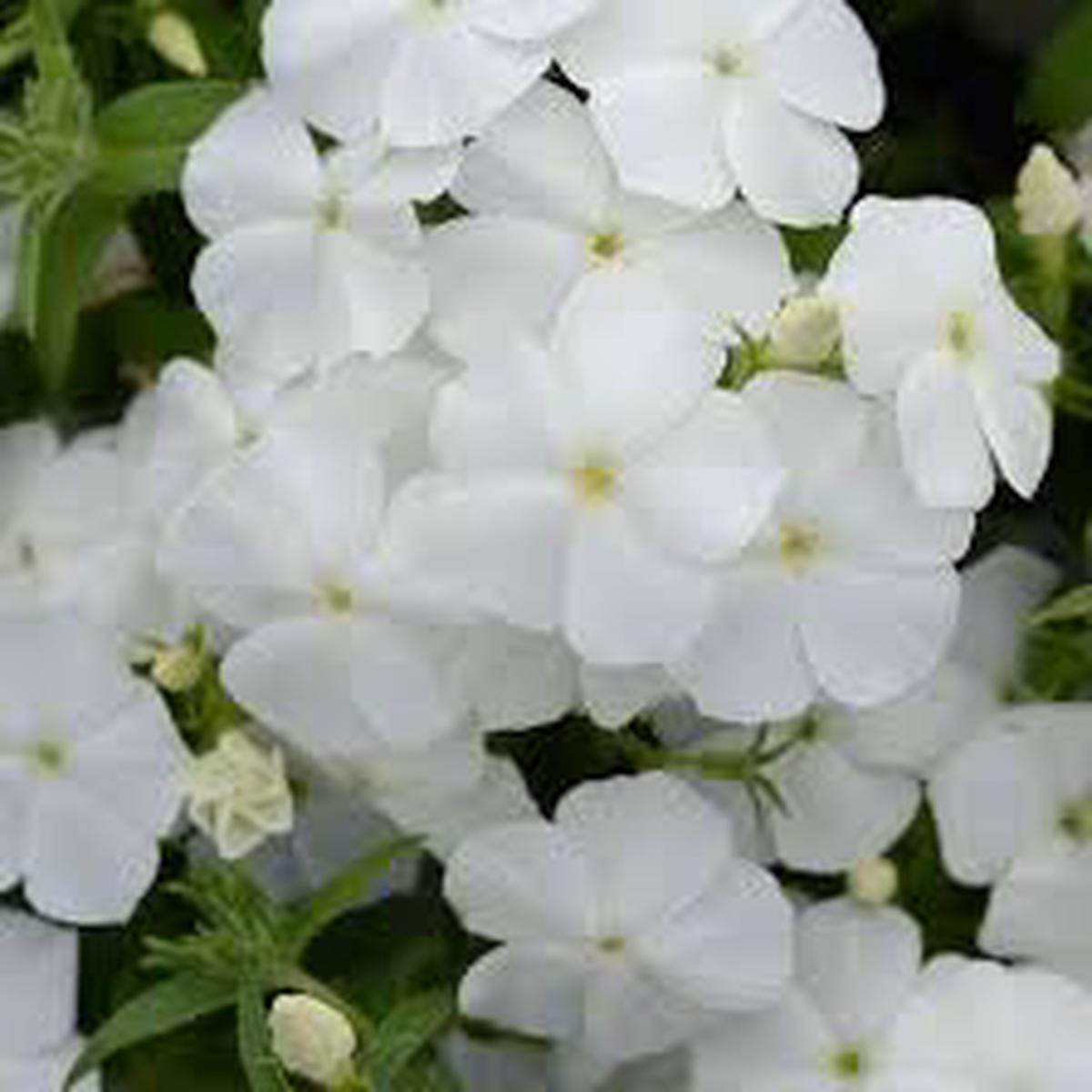 Phlox Flower Seeds for Planting  Heirloom, Non-GMO, White Blooms, Easy to Grow