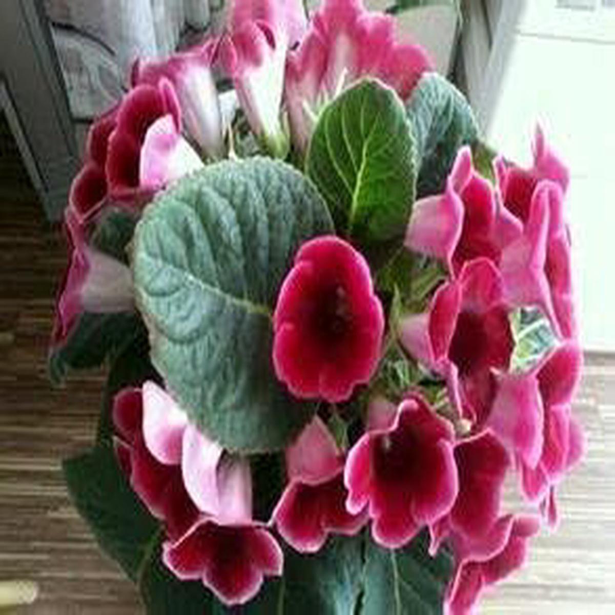 Pink Gloxinia Brocade Flower seeds for Planting - Drought Tolerant, Heirloom & GMO Free Seeds for Home Garden