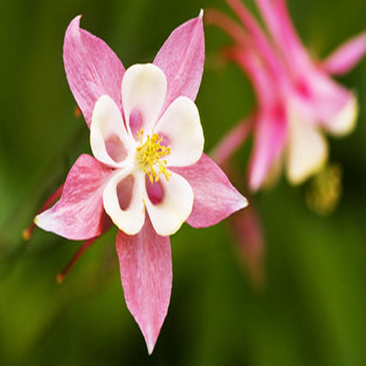 Pink White Univalve Geranium Flower Seeds  Heirloom, Non-GMO, High Germination Seeds for Planting