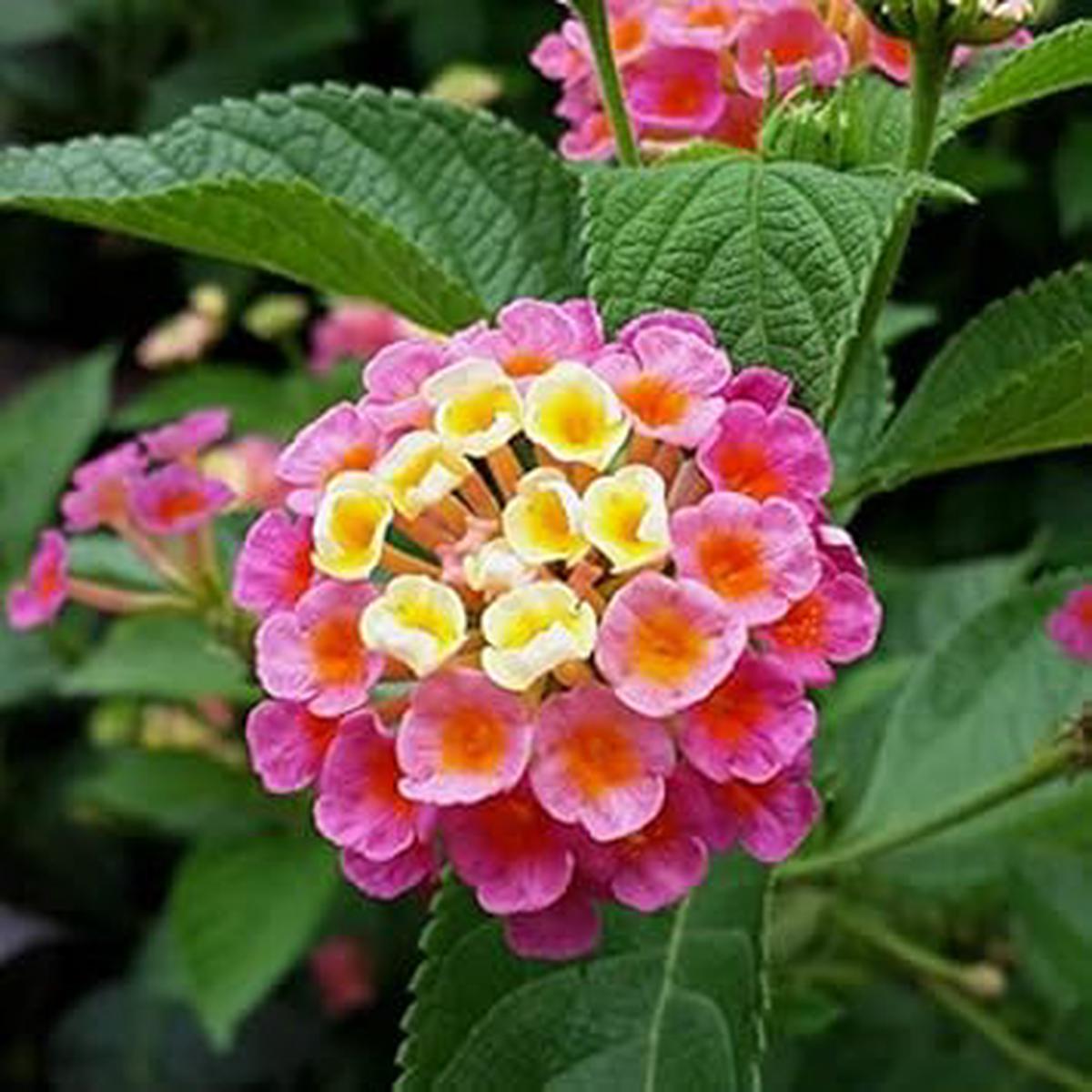 Pink Yellow Lantana Flower seeds for Planting - Wildflower Mix, Heirloom & GMO Free Seeds for Home Garden
