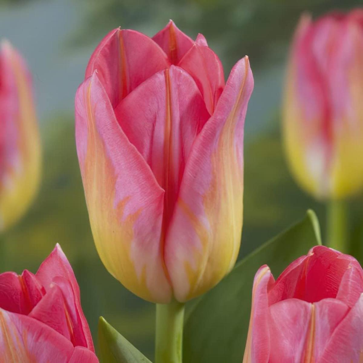 Pink Yellow Tulip Flower Seeds for Planting Heirloom Non-GMO, High Germination Organic Garden Seeds for Vibrant Spring Blooms