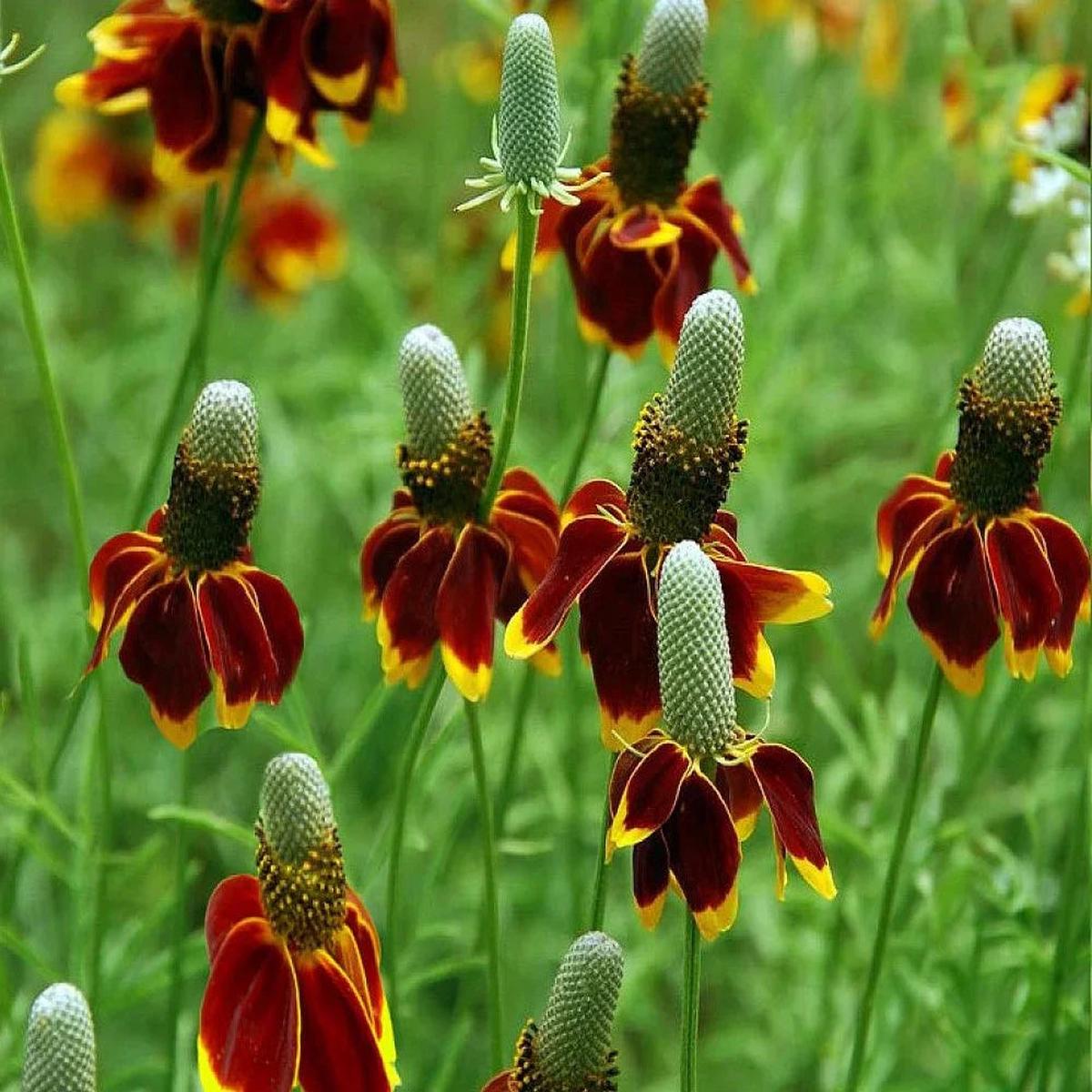 Prairie Flower seeds for Planting Low Maintenance Heirloom & GMO Free Seeds for Home Garden