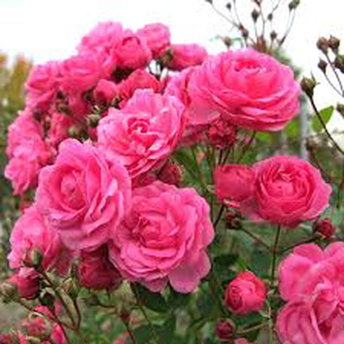 Purple Pink Rare Polyantha Rose Planting Flower Bed And Bonsai Garden Flower Seeds Home
