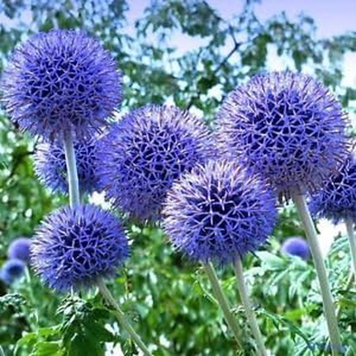 Purple Rattlesnake Flower seeds for Planting - Long Bloom Season, Heirloom & GMO Free Seeds for Home Garden