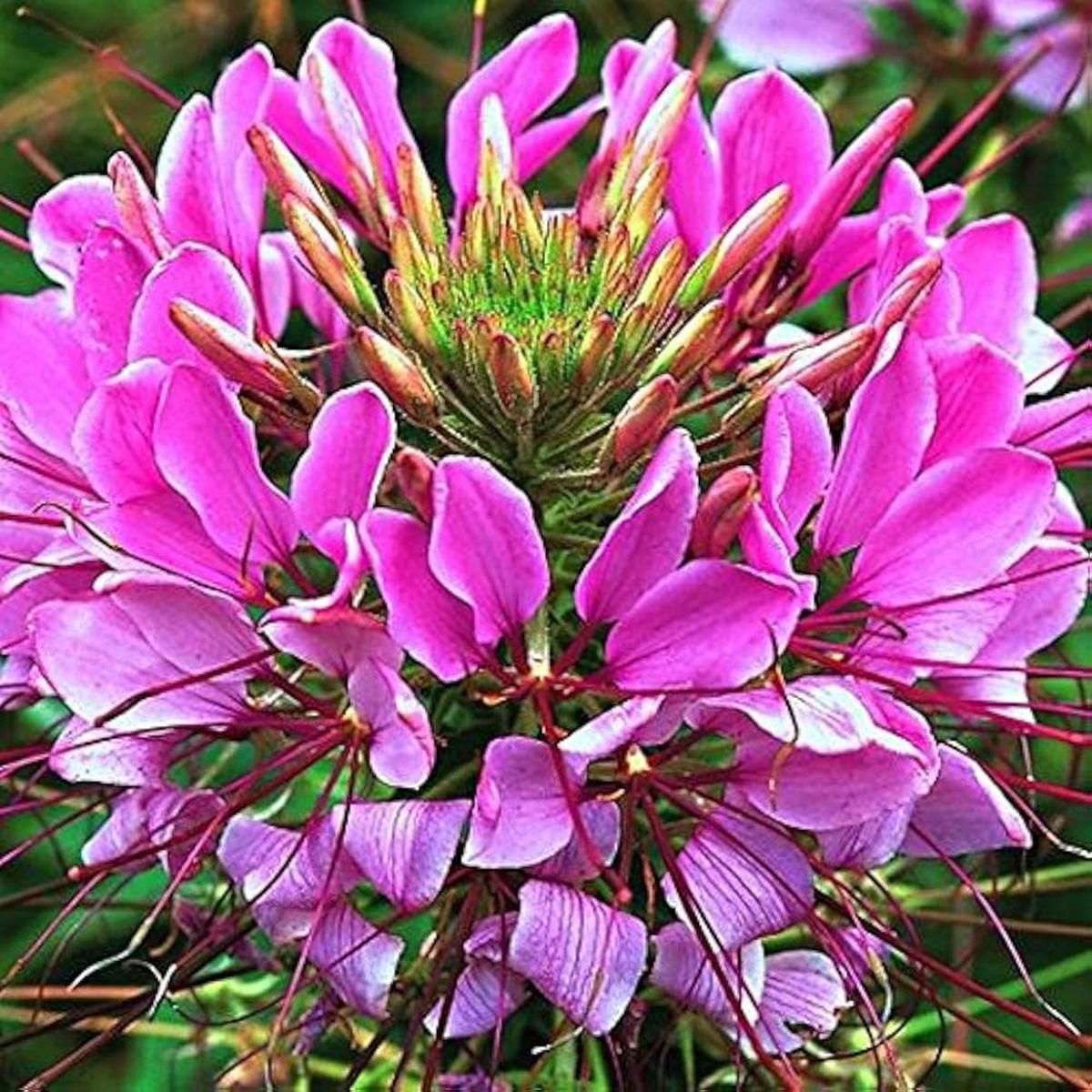 Queen Cleome Flower Seeds for Planting Garden Bed