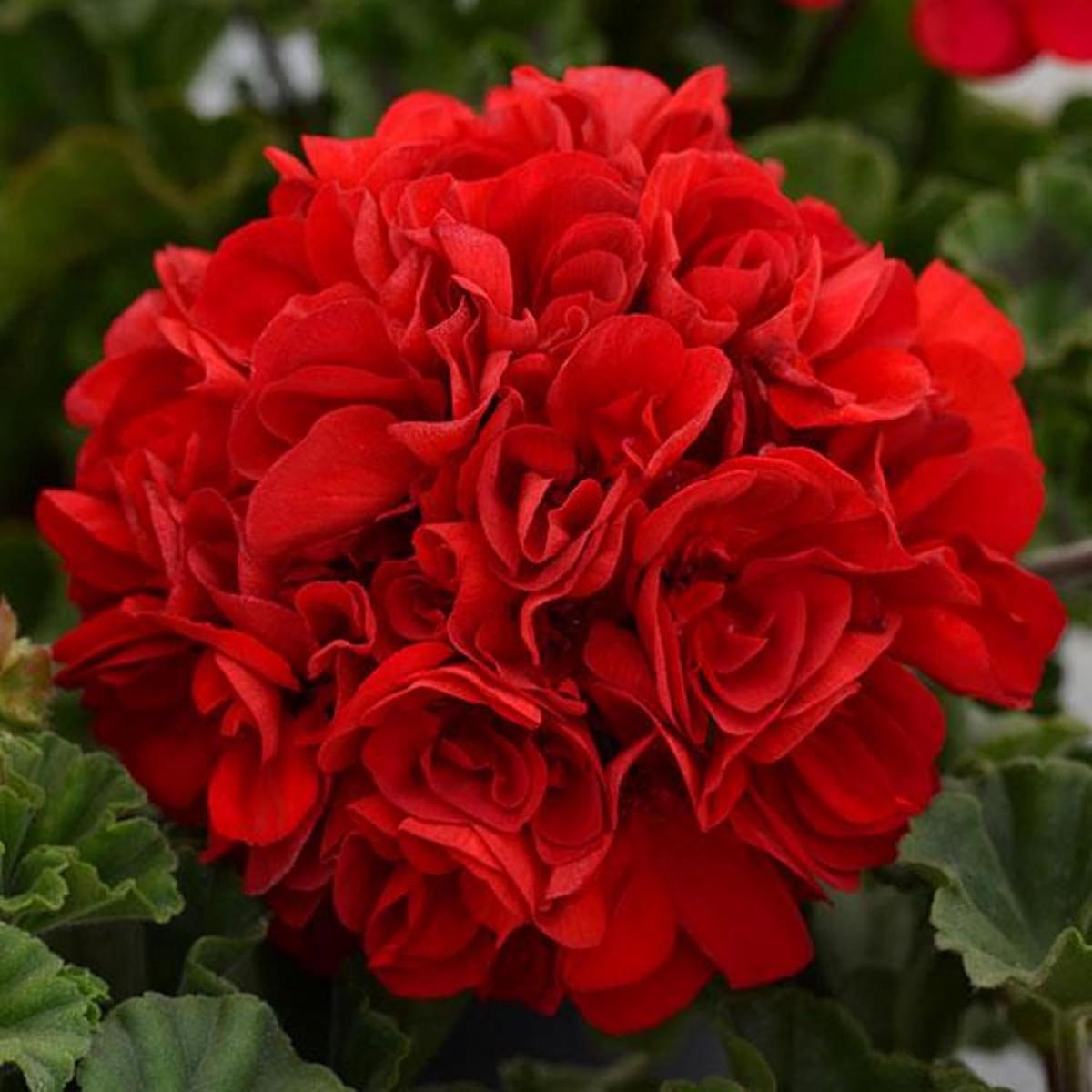 Red Breakaway Geranium Flower Seeds for Planting - Heirloom Non-GMO High Germination Organic Garden Seeds