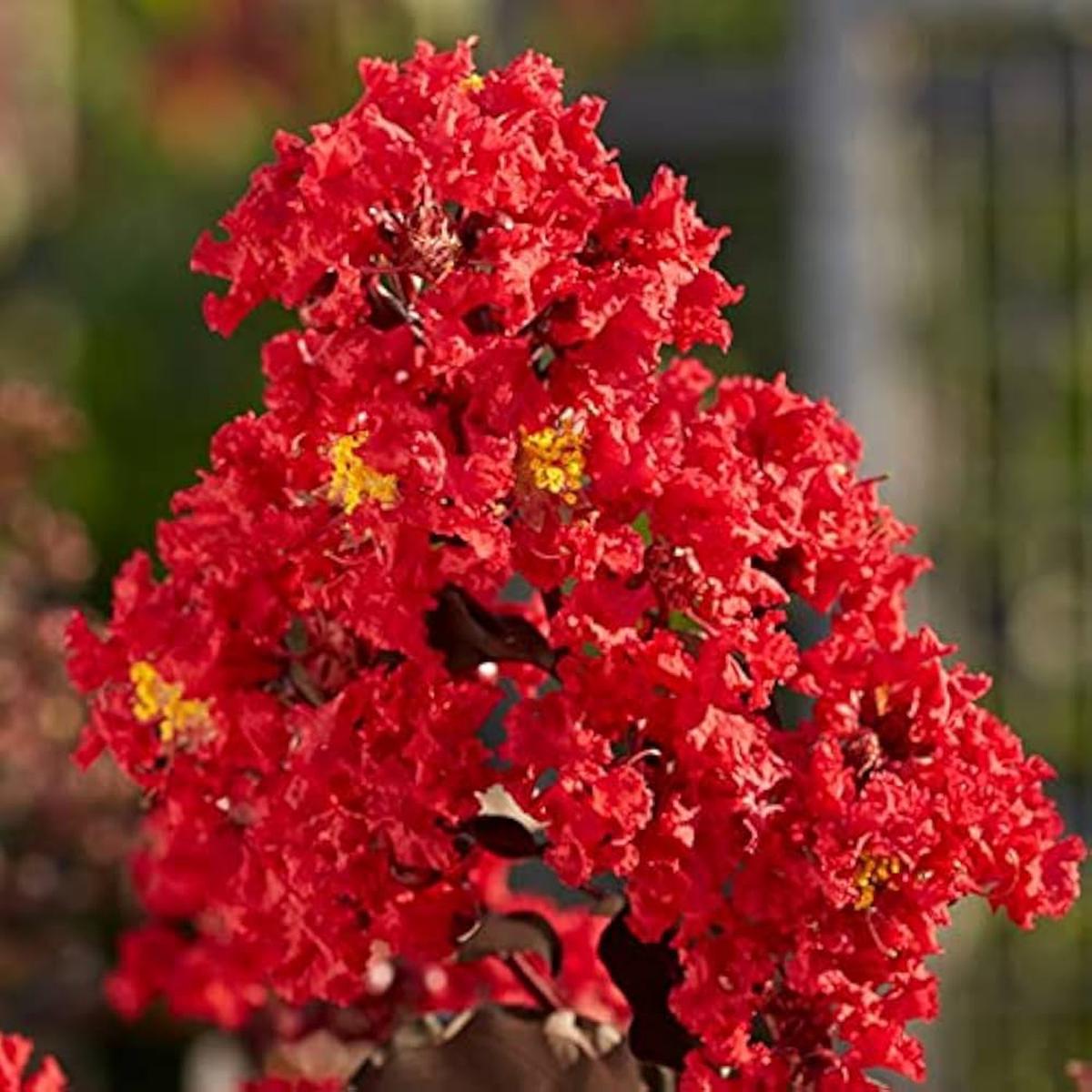 Red Crape Tree Flower Seeds for Planting  Heirloom, Non-GMO, High Germination Organic Garden Seeds