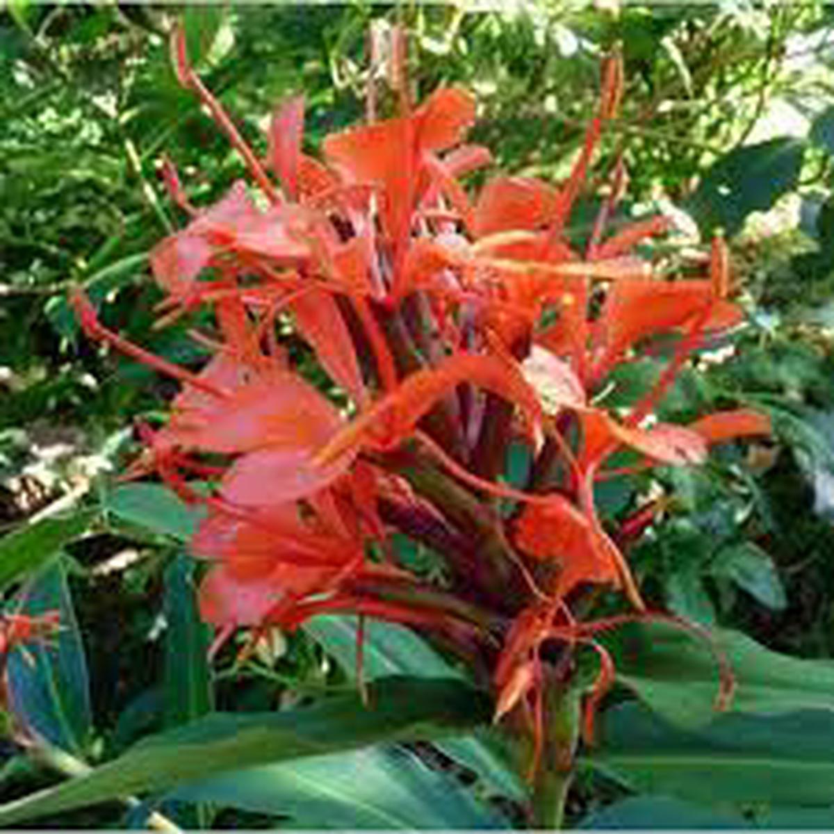 Red Ginger Lily Seeds (Hedychium rubrum) Flower Seeds for planting  Heirloom Non-GMO Garden Seeds
