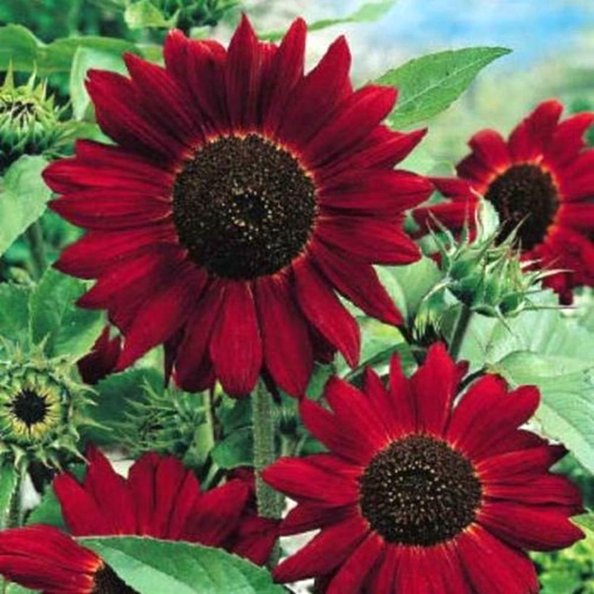 Red Helianthus Flower Seeds for Planting Sun-Loving, Heirloom & Non-GMO, High Germination