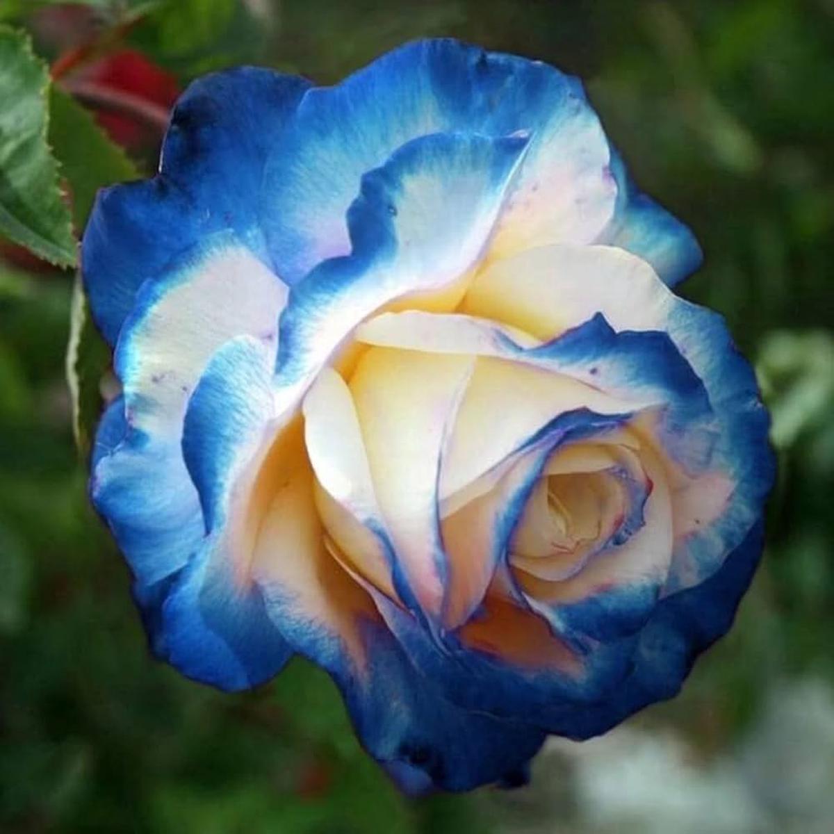 Rose Tree Rosa spp. Seeds for Planting - Ideal for Flower Bed & Garden