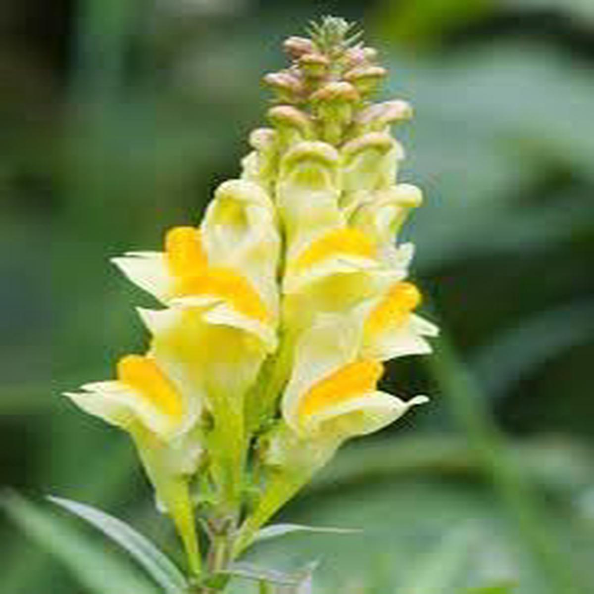 Toadflax Flower seeds for Planting Shade Tolerant Heirloom & GMO Free Seeds for Home Garden