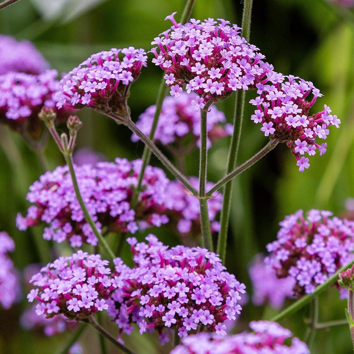 Violet Verbena Flower seeds for Planting - Drought Tolerant, Heirloom & GMO Free Seeds for Home Garden