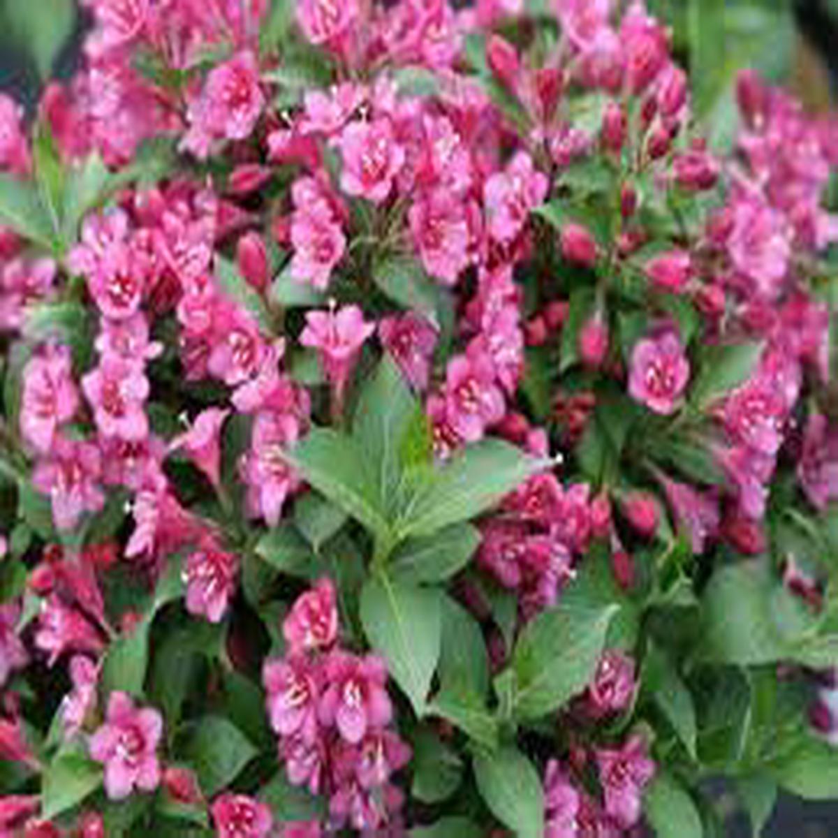 Weigela Florida Flower Seeds for Planting  Bright Blooms Heirloom Non-GMO High Germination Organic Garden Seeds