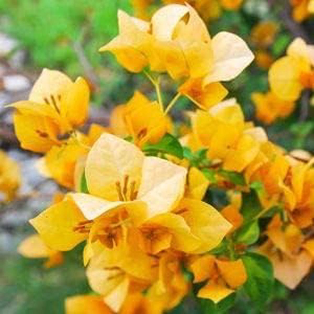 Yellow Bougainvillea Flower Seeds for Planting  Organic, Heirloom & Non-GMO Garden Seeds