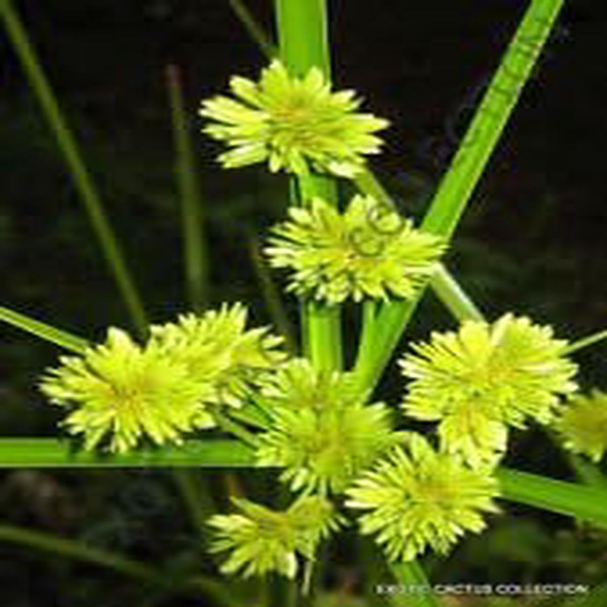 Yellow Cyperus Papyrus Plant Seeds for Planting - NON GMO Seeds