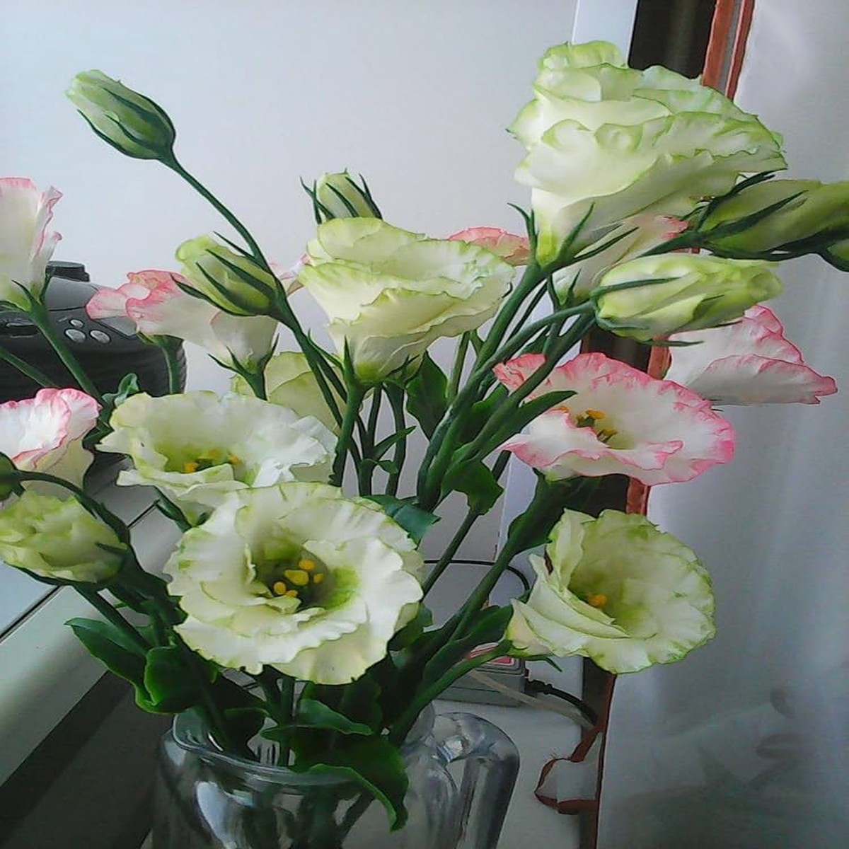 Yellow Lisianthus Flower Seeds for Planting Heirloom Non-GMO, High Germination Organic Garden Seeds, Long-Lasting Blooms