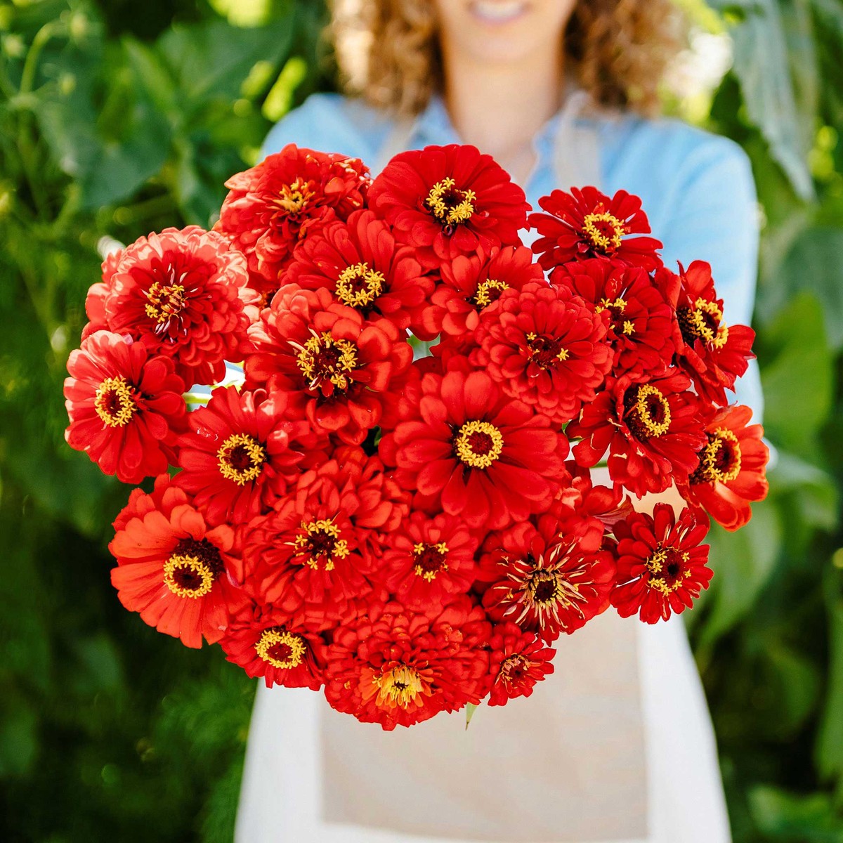 Zinnia Seeds - Will Rogers