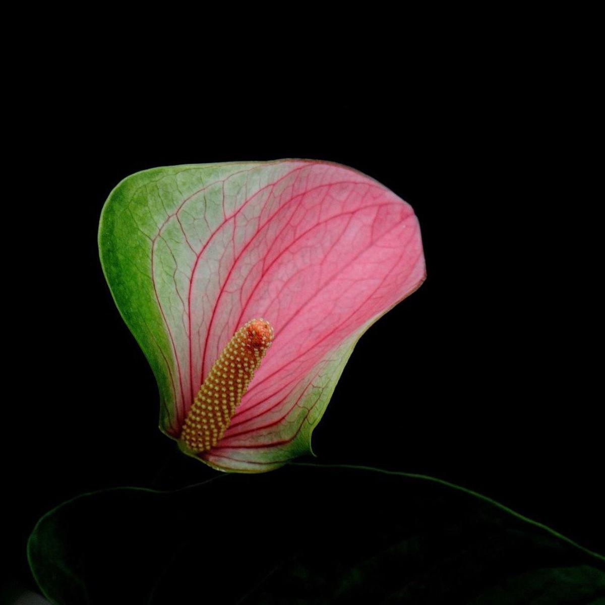 Anthurium Andraeanu Seeds for Planting home garden flower bed