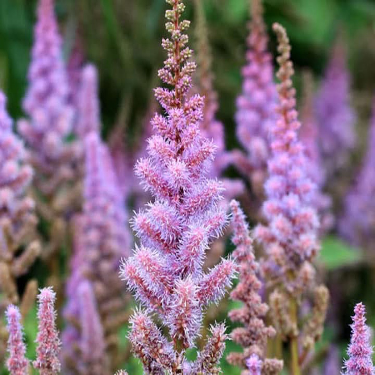 Astilbe Pumila Flower Seeds for Planting Shade-Loving Perennial Blooms