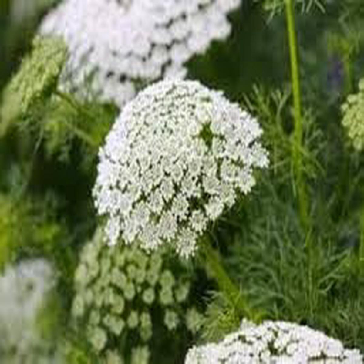 Bishop's Flower Seeds Heirloom Non-GMO Seeds for Planting Elegant Pollinator-Friendly Organic Garden