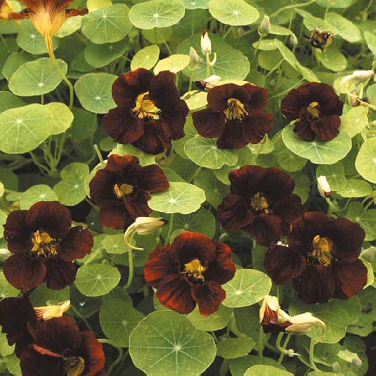 Black Velvet Nasturtium Flower seeds for Planting Premium Quality Heirloom & GMO Free Seeds for Home Garden Sale