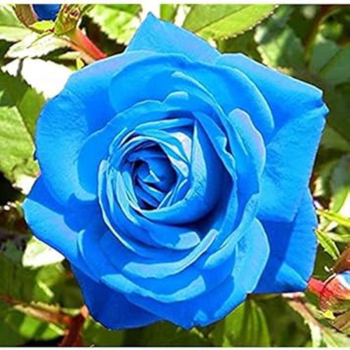 Blue Unique Rose Seeds, Heirloom Non-GMO Compact Roses for Garden Planting