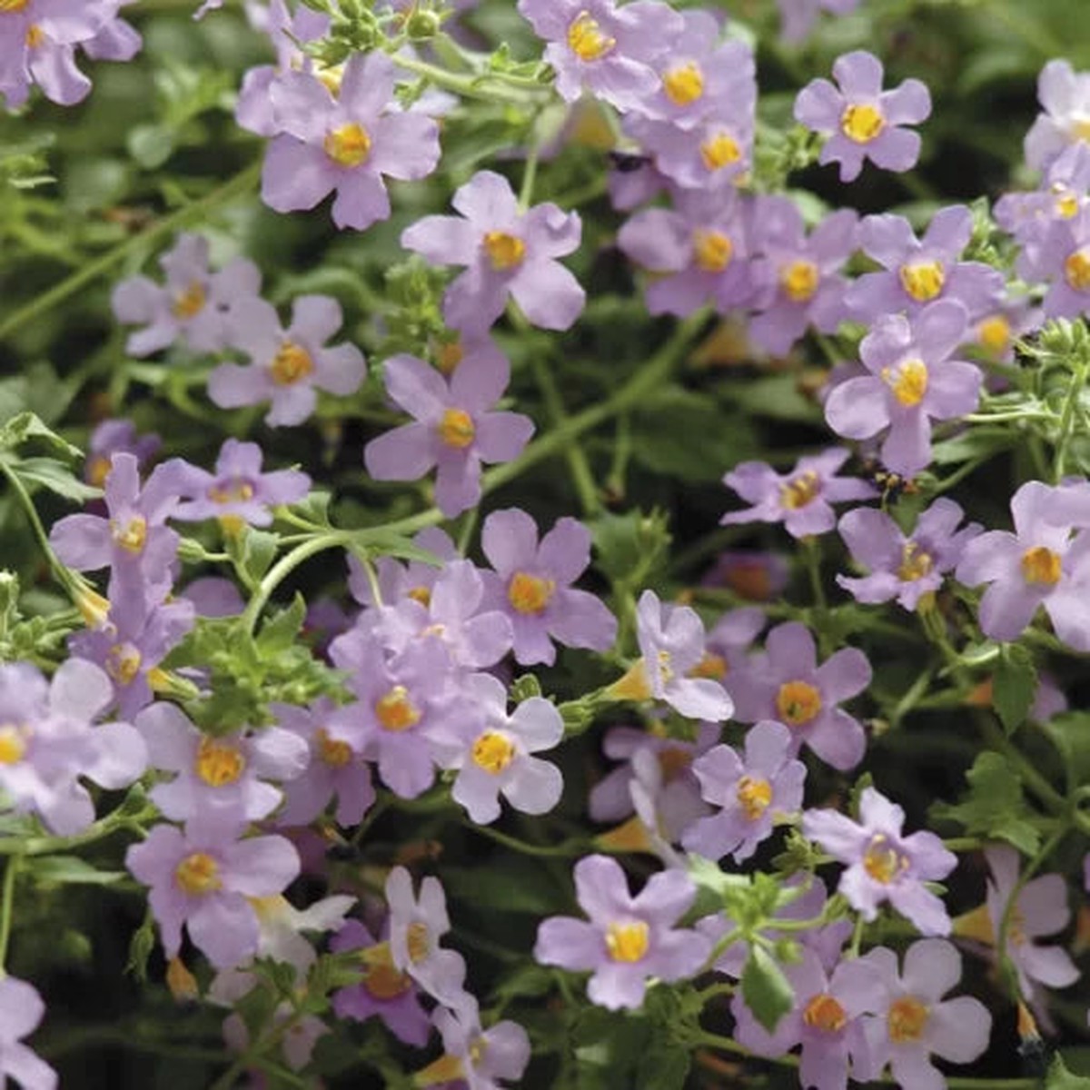 Blutopia Bacopa Seeds | Cascading Blue Bacopa Flowers Heirloom, Non-GMO, High Germination Organic Garden Seeds