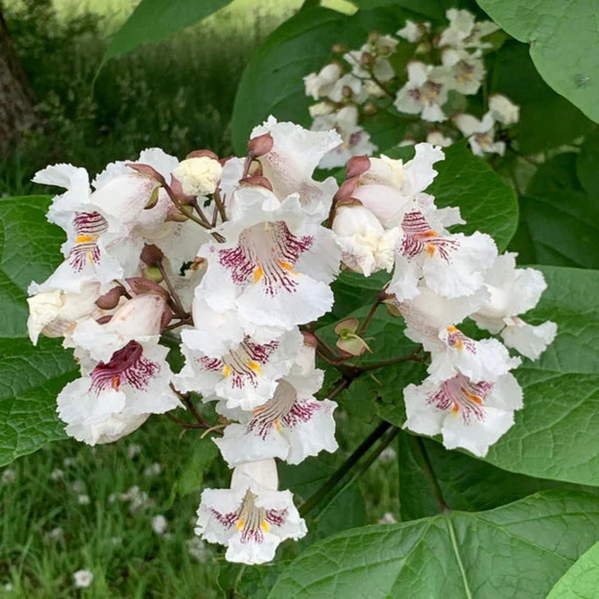 Catalpa Flower seeds for Planting - Drought Tolerant, Heirloom & GMO Free Seeds for Home Garden