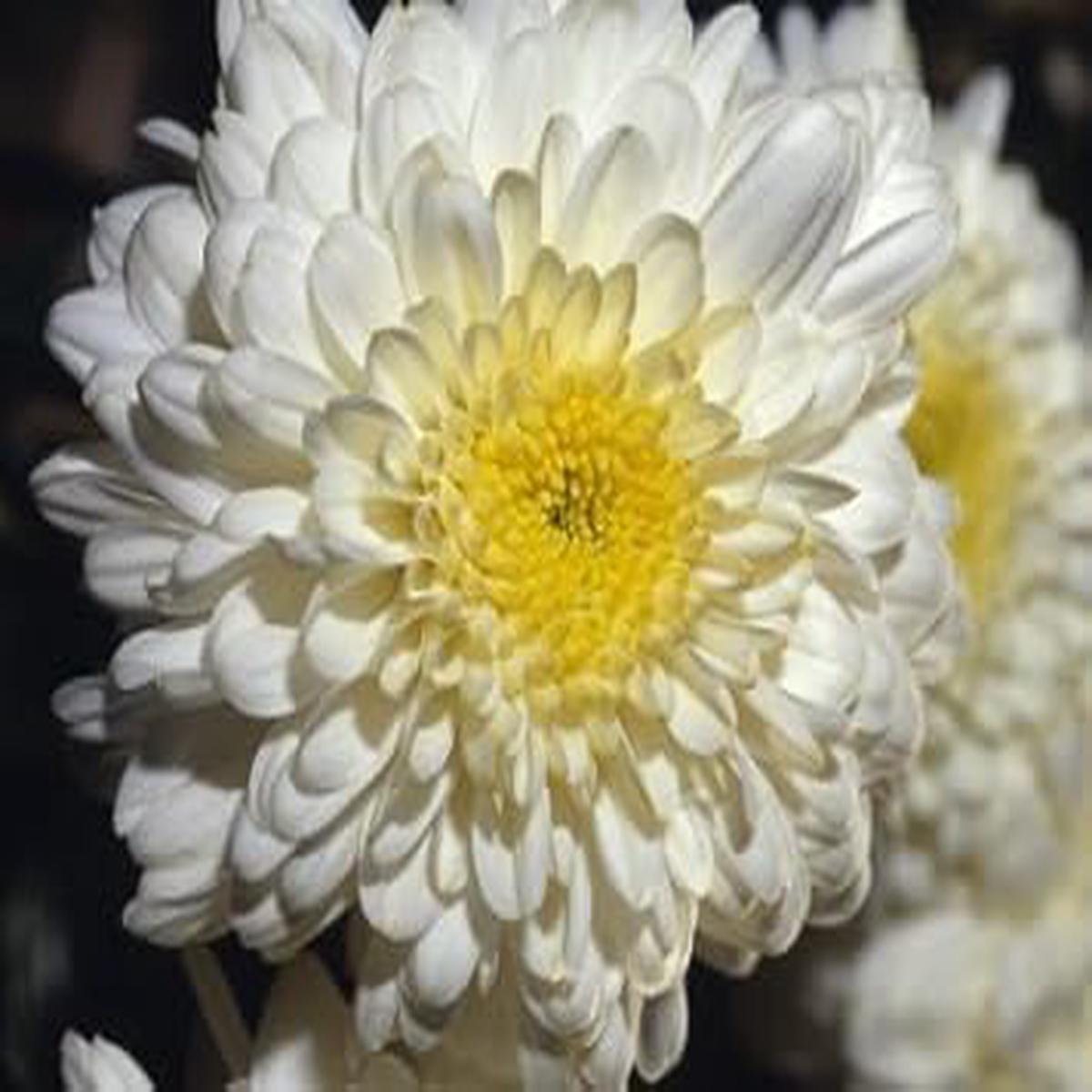Chrysanthemum Flower Seeds Yellow White for Planting Non-GMO Organic Garden Seeds, High Germination