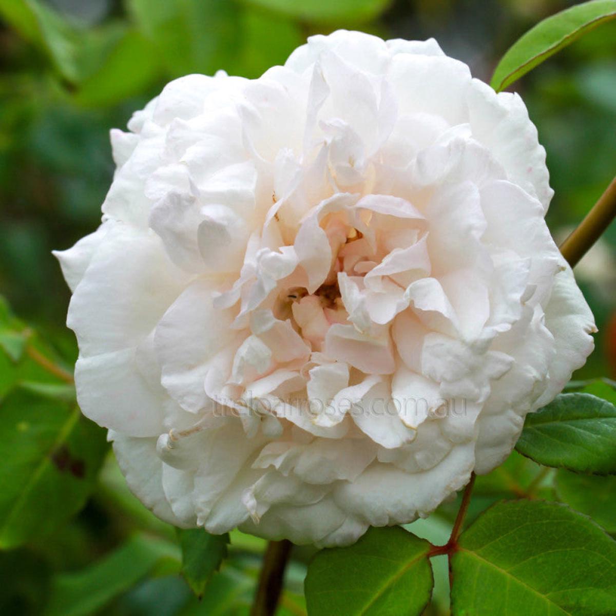 Climbing Madame Alfred Carriere Rose Seeds for Planting  Heirloom, Non-GMO, Easy to Grow, Perennial, White Flowers