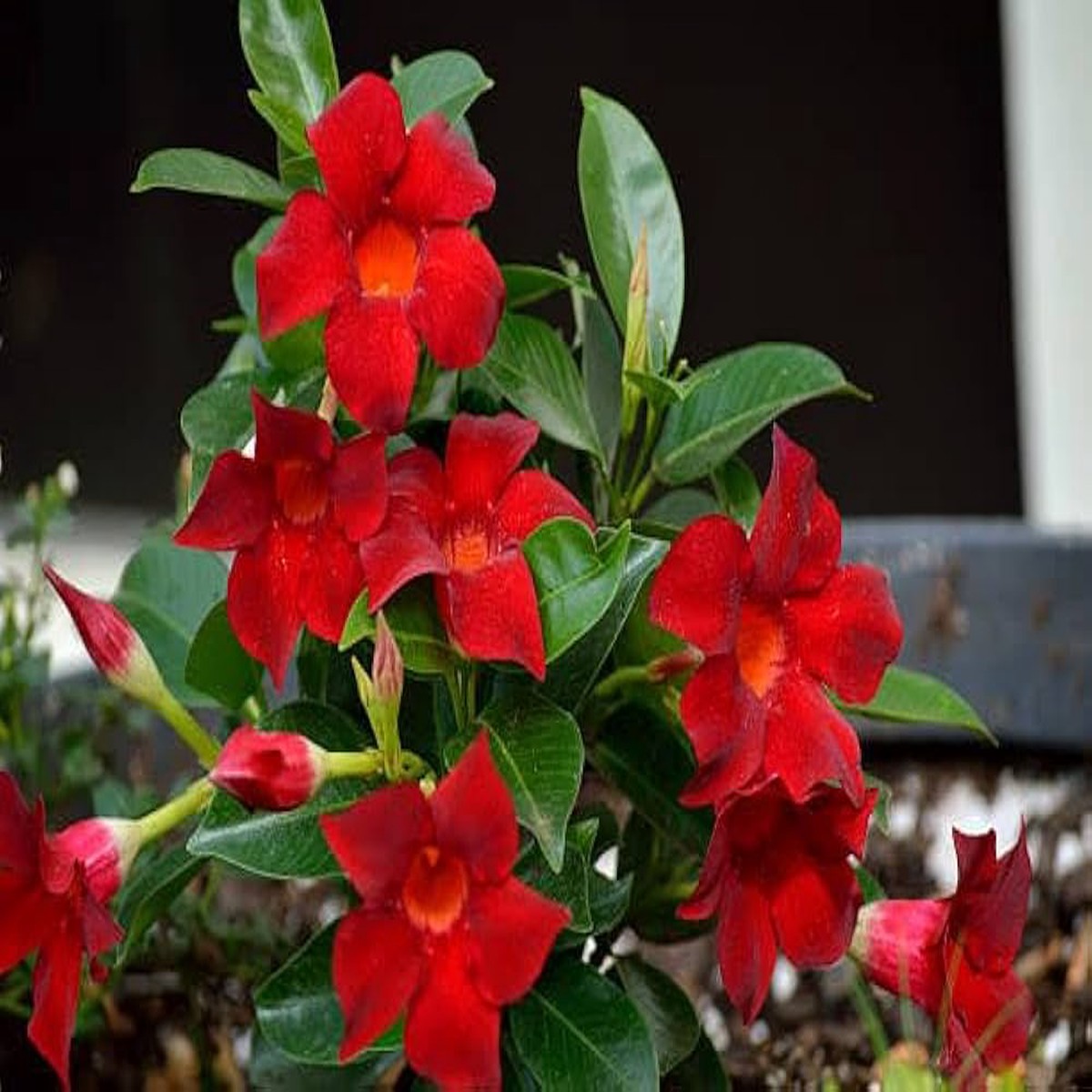 Climbing Mandevilla Sanderi Flower Seeds for Planting Home Garden Decorative Vertical Garden Heirloom Non-GMO High Germination Organic Garden Seeds