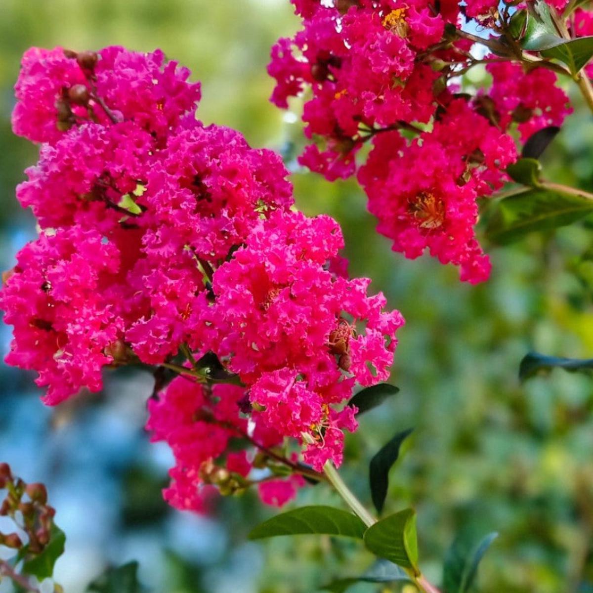 Crepe Myrtle Flower Seeds for Planting  Heirloom, Non-GMO, Easy to Grow, Perennial
