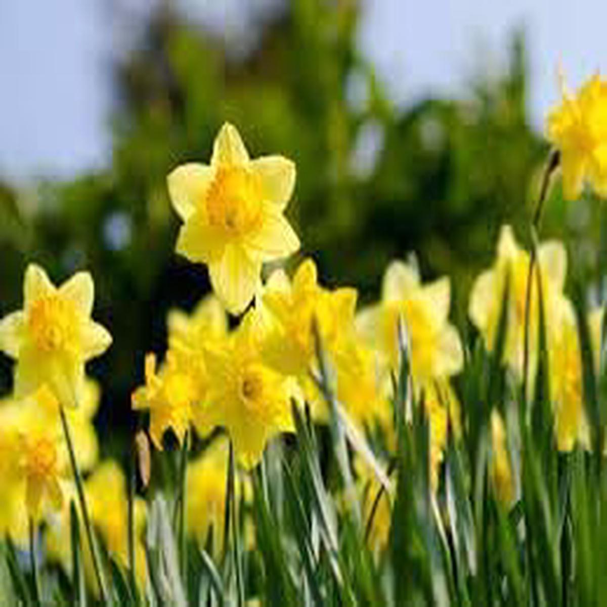 Daffodils Flower Seeds for Planting  Heirloom, Non-GMO, High Germination Organic Garden Seeds