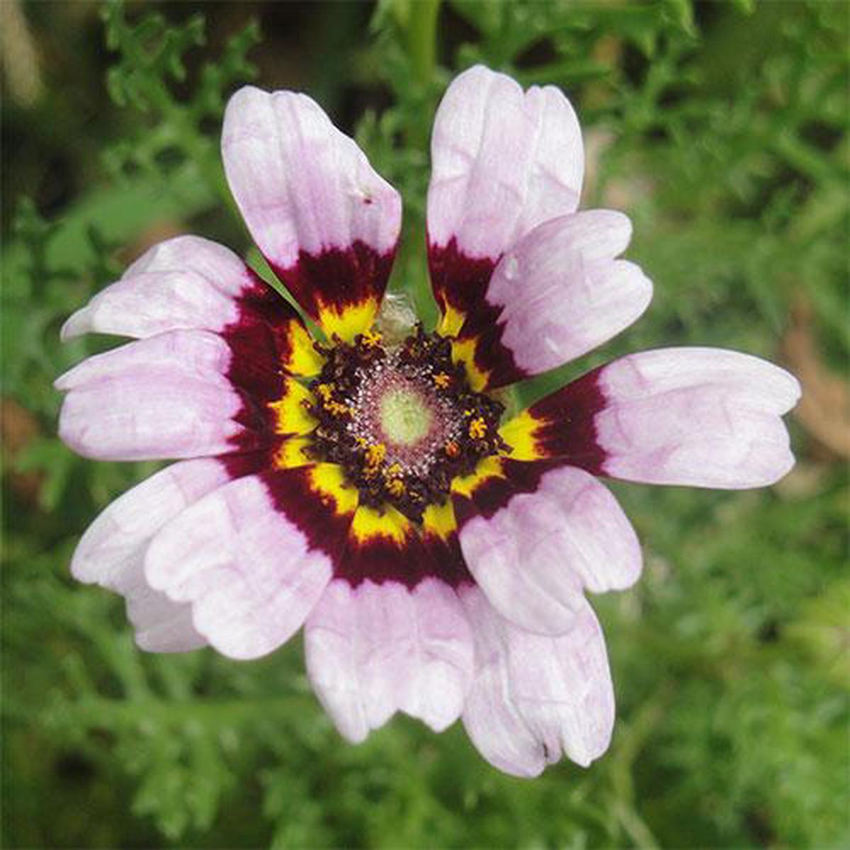Daisy Seeds - Painted
