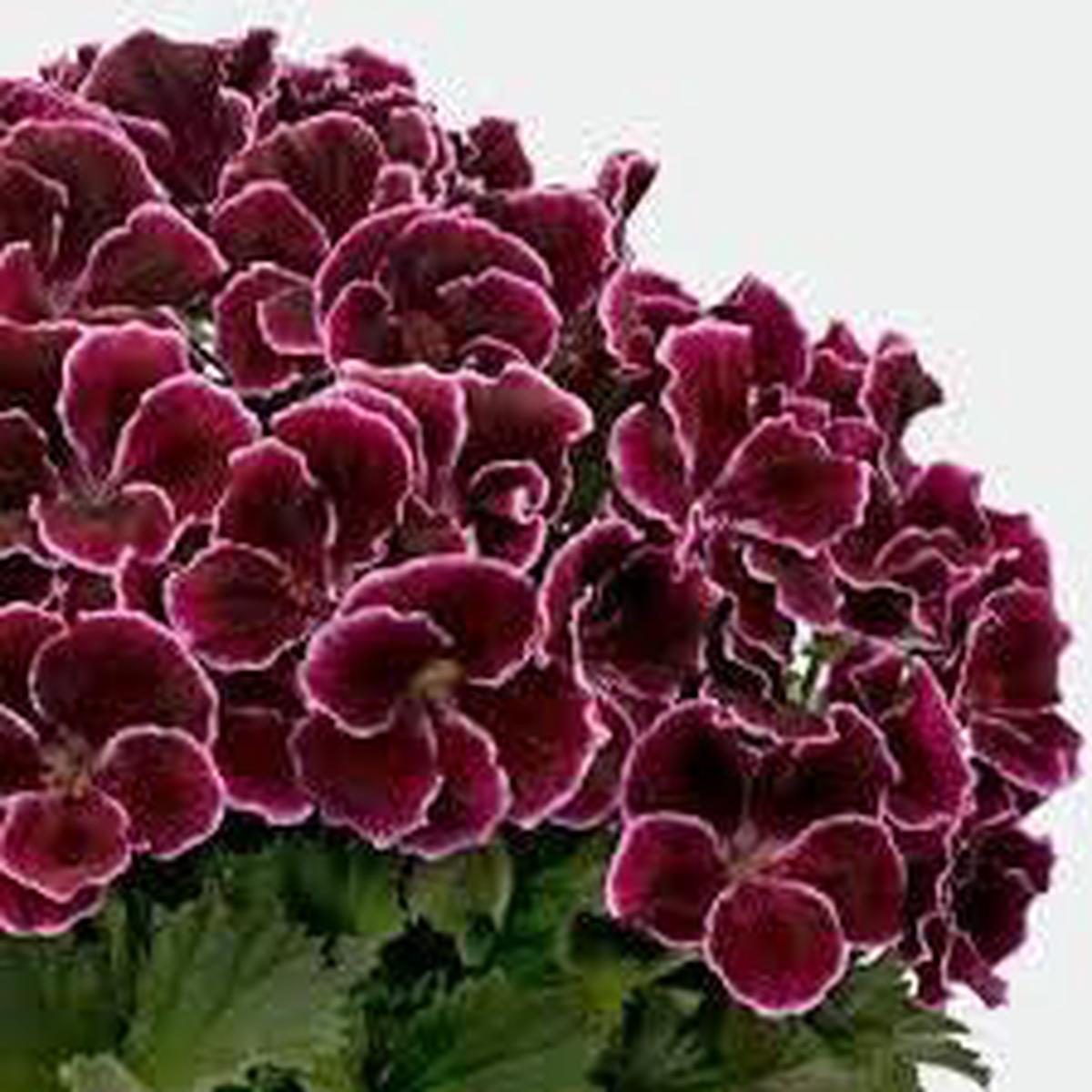 Dark Red Geranium Seeds for Planting Heirloom, Non-GMO, High Germination Organic Garden Seeds