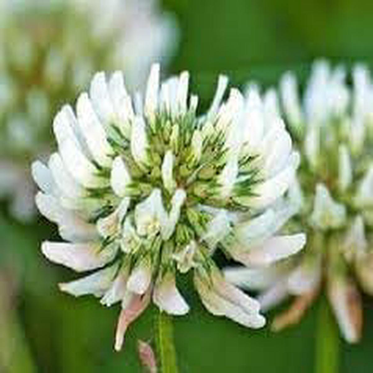 Dutch Flower Seeds for Planting  Organic, Heirloom, Non-GMO Mixed Bloom Seeds